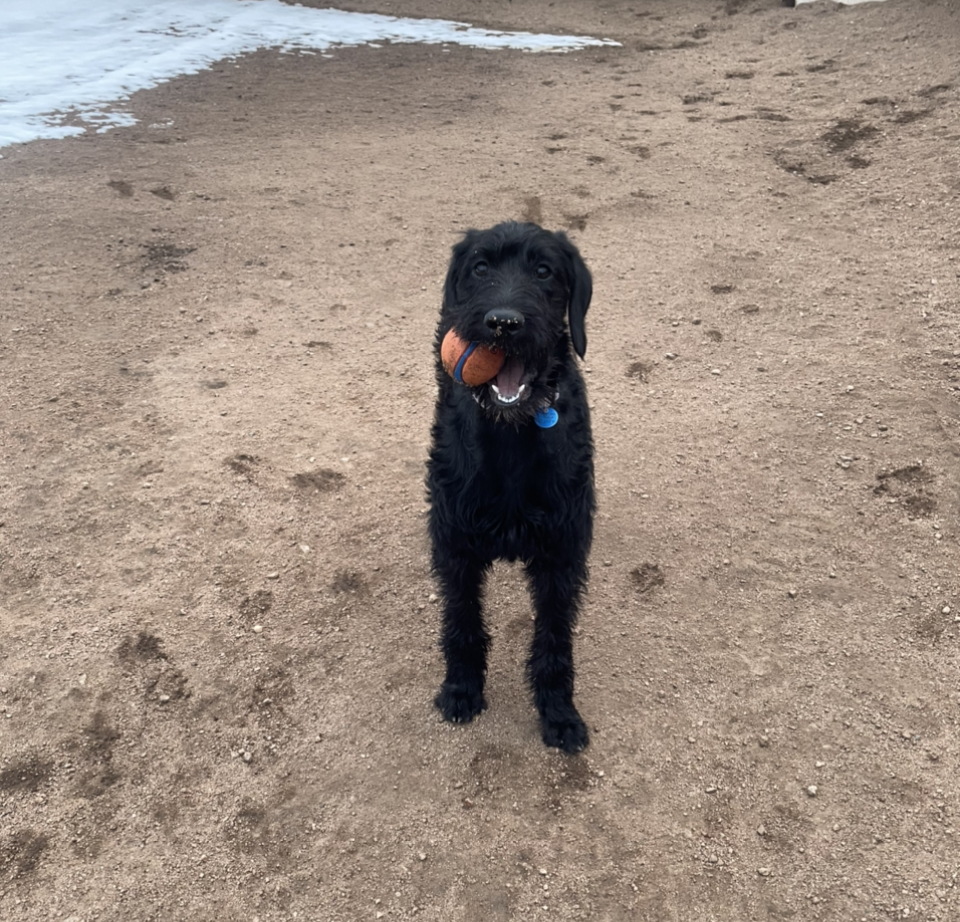  Dog Boarding