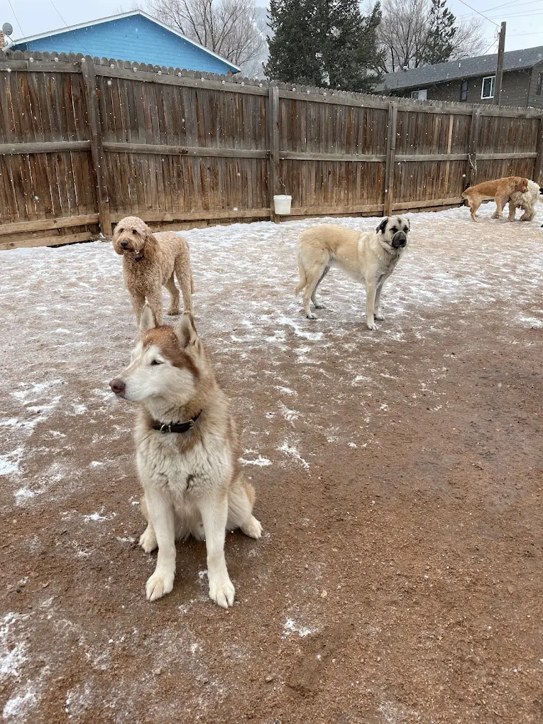 Dog Boarding