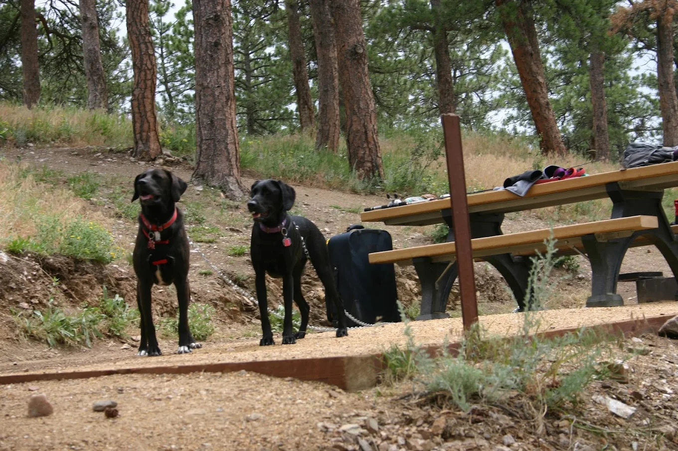 Berthoud Dog Boarding