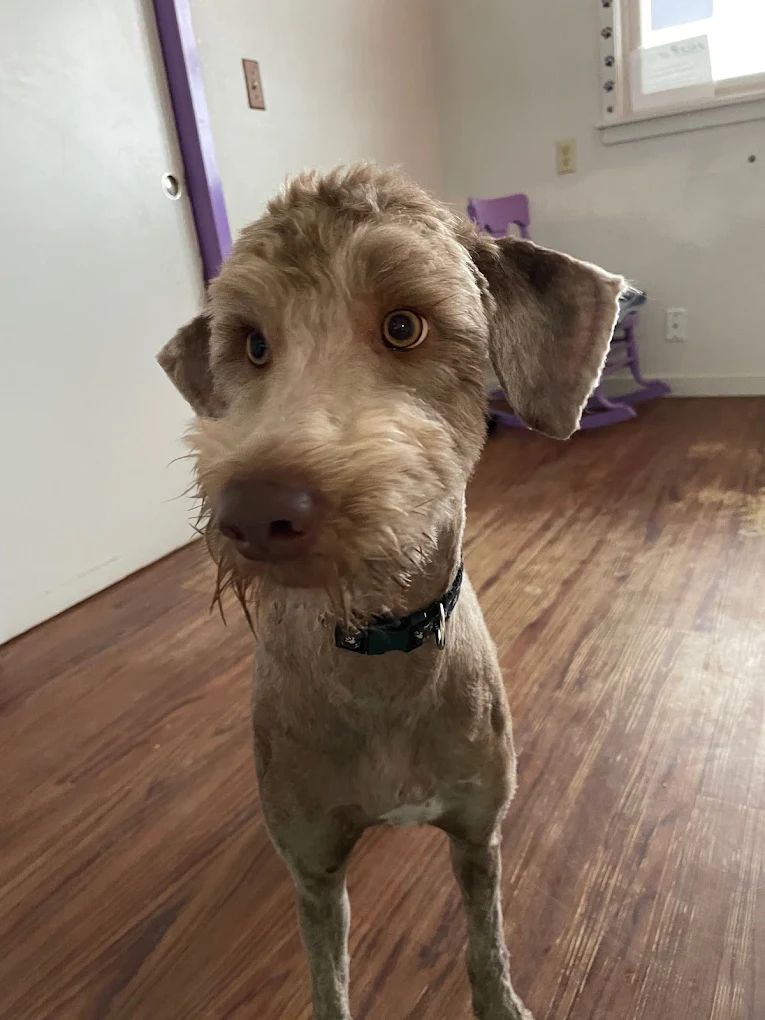 Loveland Dog Grooming