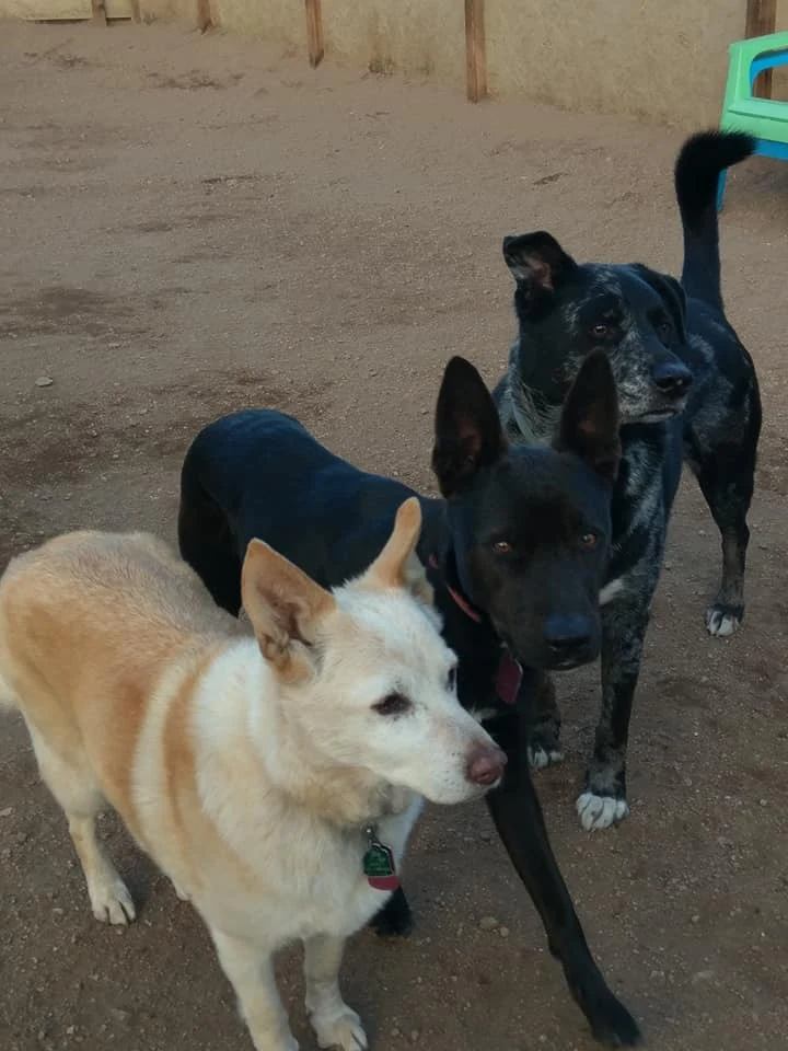 Fort Collins Dog Boarding