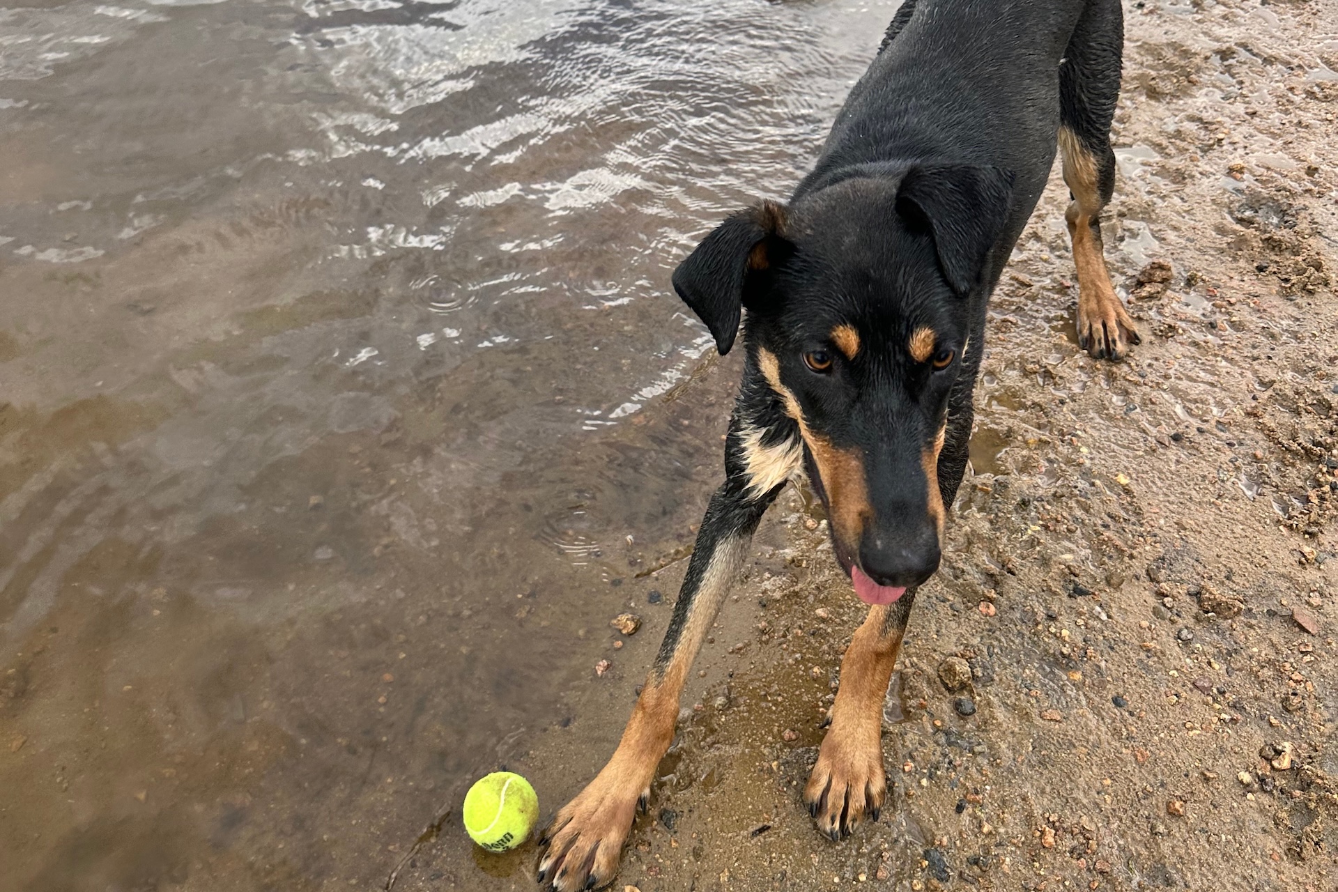 Dog Daycare in Estes Park