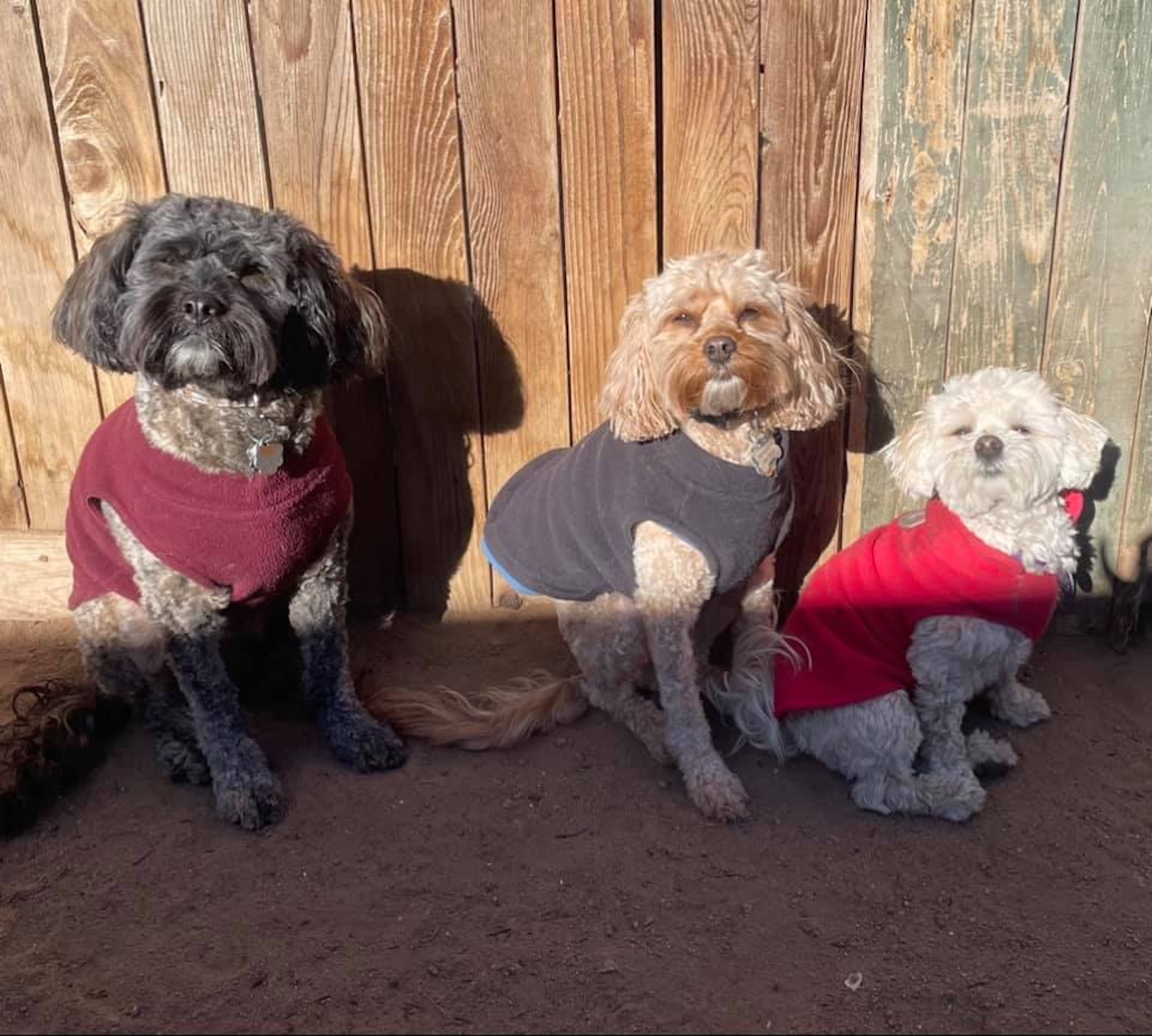 Dog Grooming Estes Park