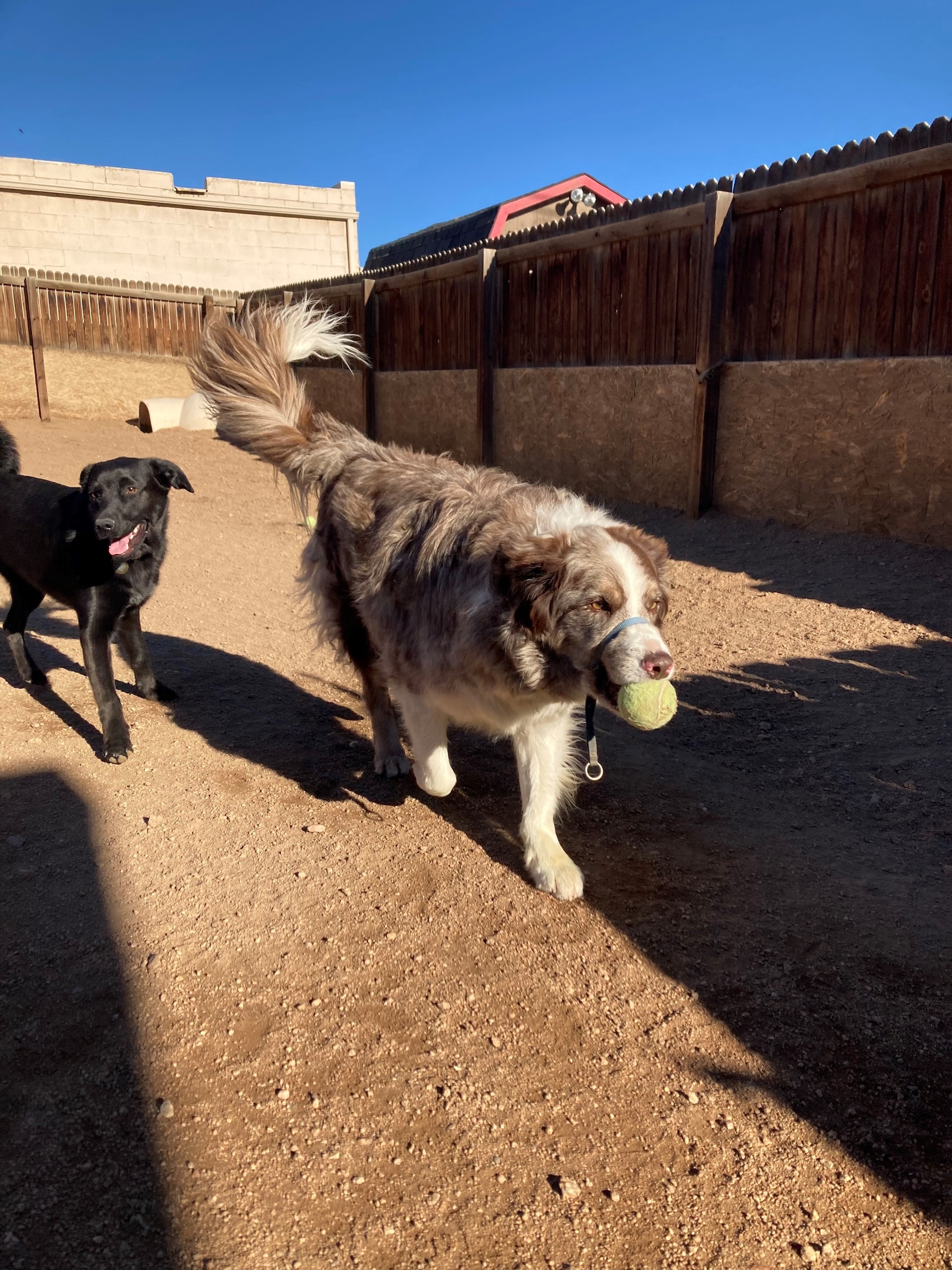 Dog Grooming Estes Park