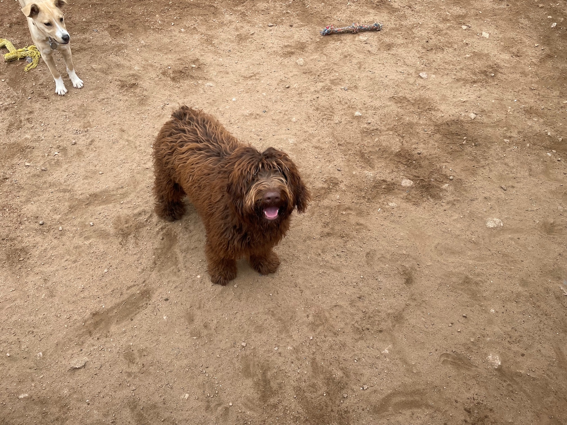 Lyons Dog Grooming