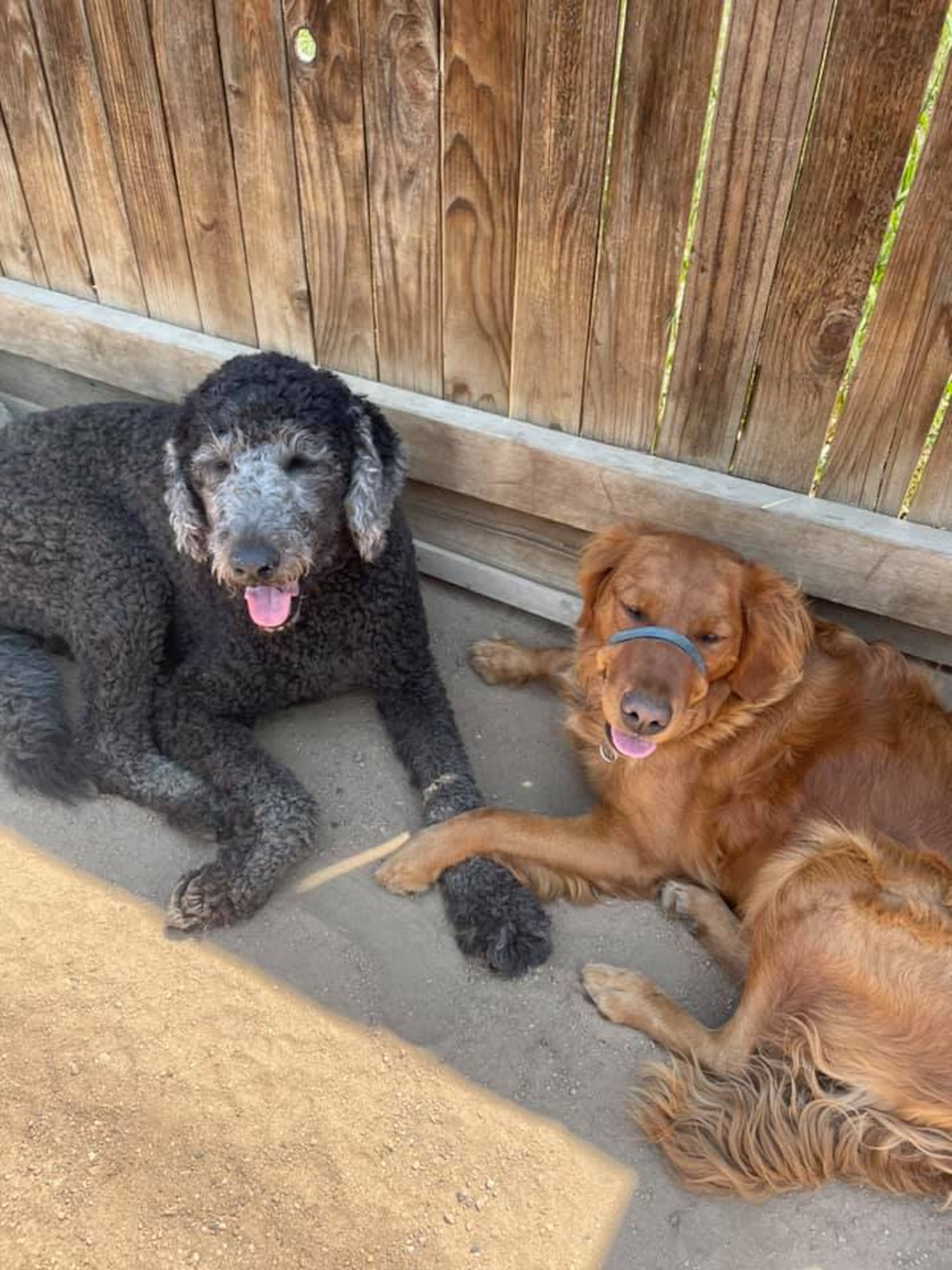  Dog Daycare