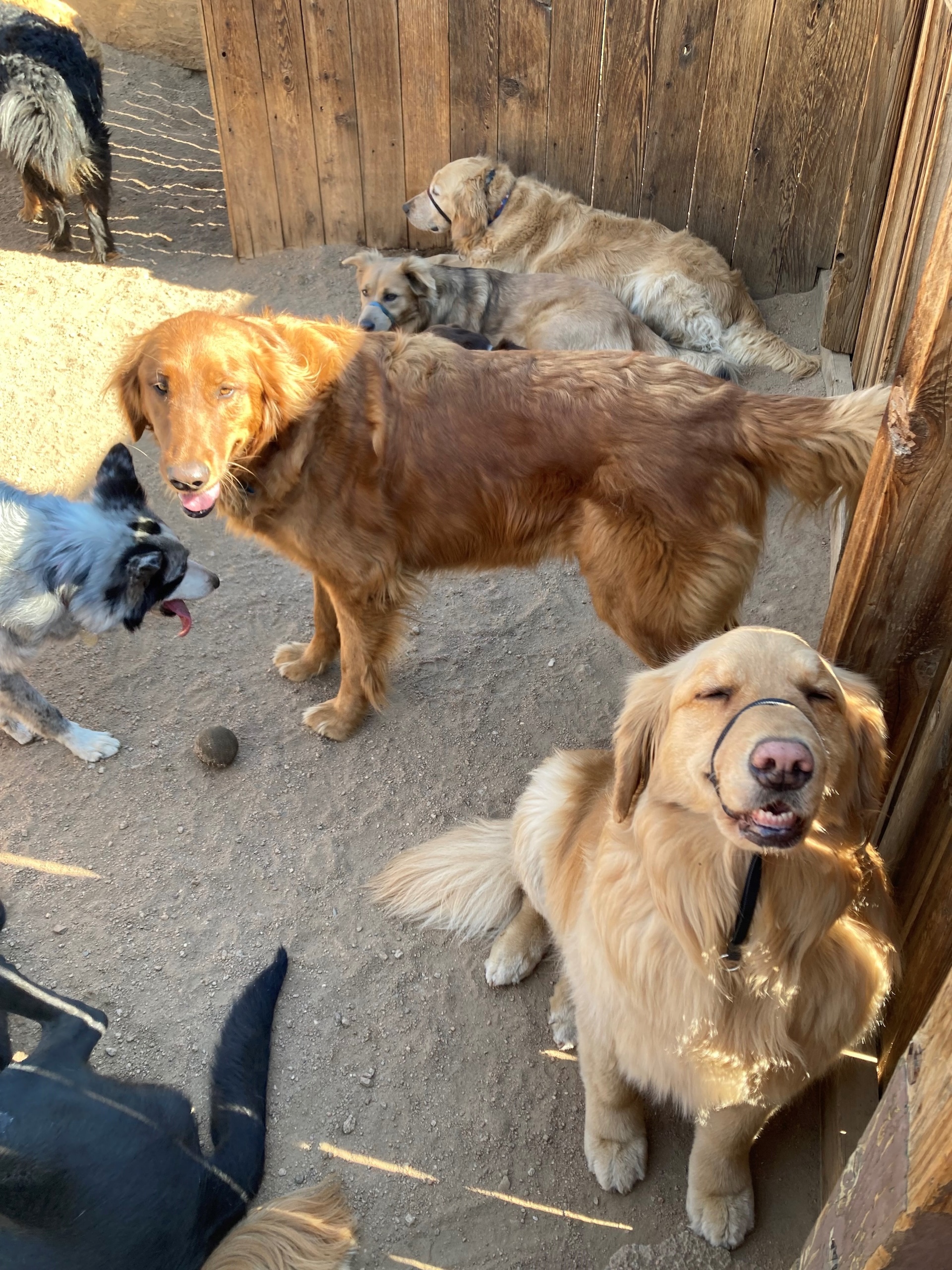  Dog Daycare