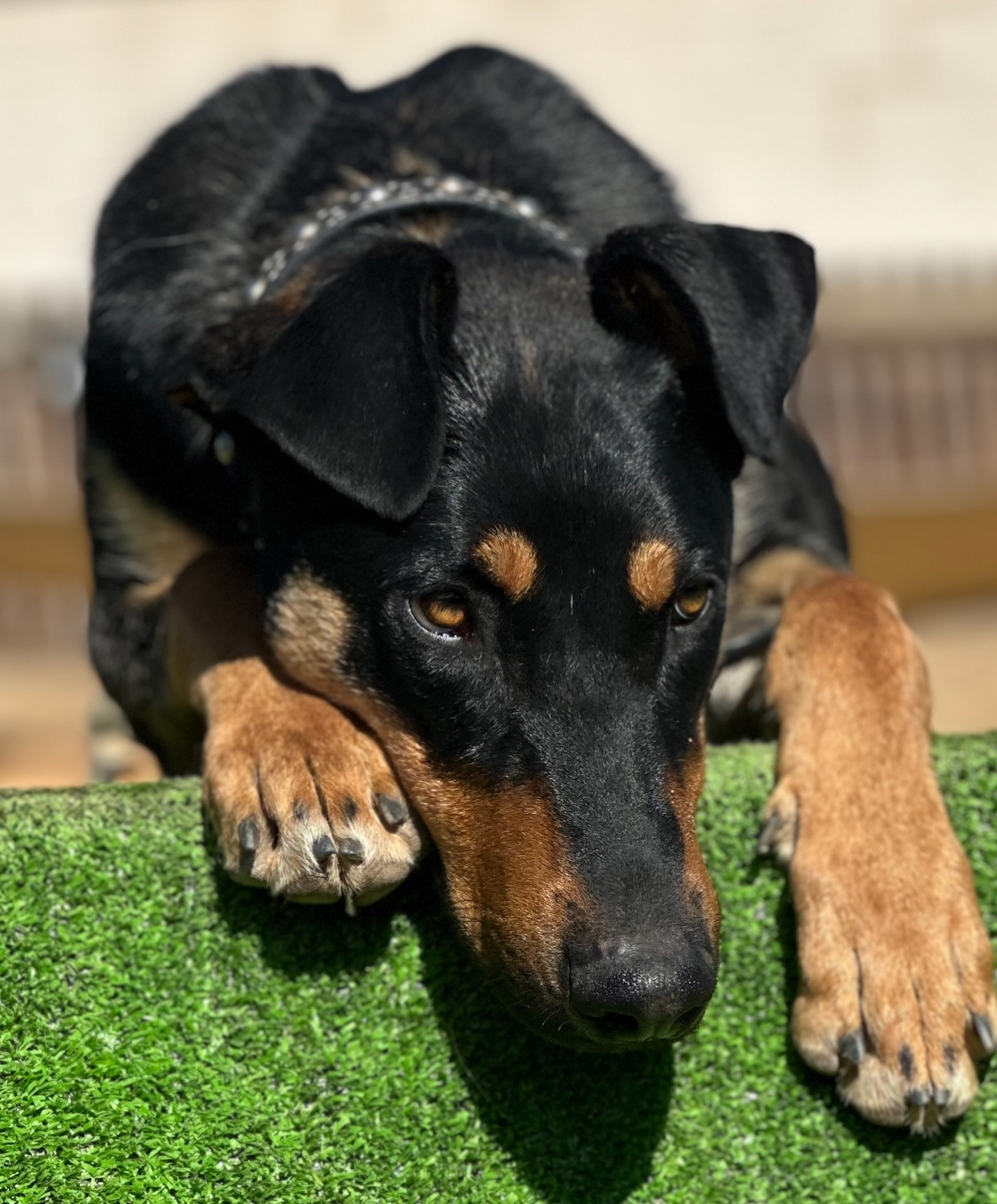 Fort Collins Dog Grooming